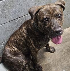 Reunited Male Dog last seen College Ave, South Houston, TX, USA, South Houston, TX 77587