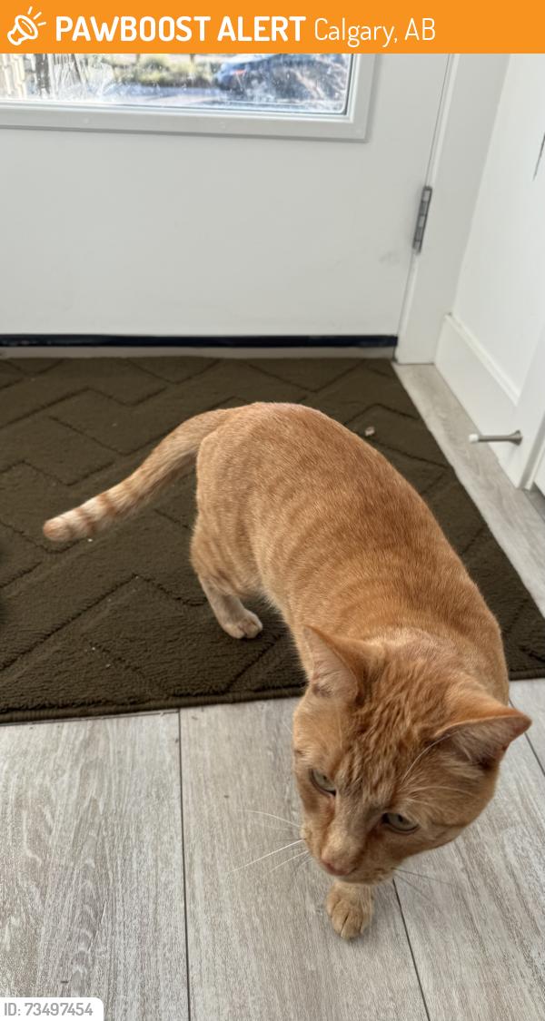 Found/Stray Male Cat last seen Herron mews NE, Calgary, AB 