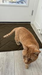 Found/Stray Male Cat last seen Herron mews NE, Calgary, AB 