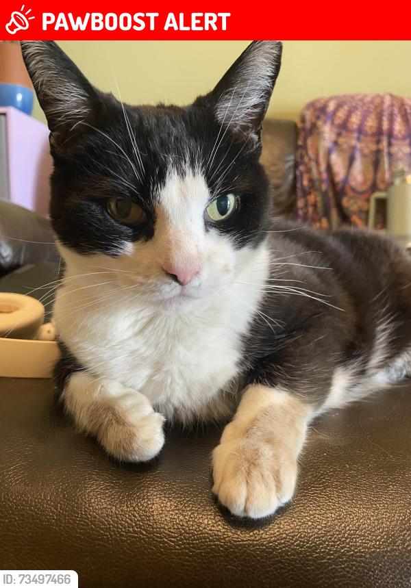 Lost Female Cat last seen Oak Road in my garden, Hampshire, England PO15 5HY