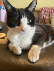 Lost Female Cat last seen Oak Road in my garden, Hampshire, England PO15 5HY