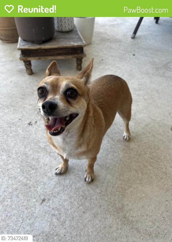 Reunited Female Dog last seen Blanco flts Run, Hays County, TX 78640