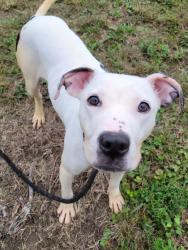 Shelter Stray Female Dog last seen Near Two Parkway Circle, South Fulton, GA, 1251 Fulton Industrial Blvd NW, Atlanta, GA 30336, USA