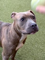 Shelter Stray Female Dog last seen Near thaxton dr, Atlanta, GA, 1251 Fulton Industrial Blvd NW, Atlanta, GA 30336, USA
