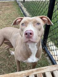 Shelter Stray Female Dog last seen Near LAKEWOOD AVE SW, Atlanta, GA, 1251 Fulton Industrial Blvd NW, Atlanta, GA 30336, USA