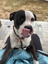 Shelter Stray Female Dog last seen Near Campbellton Road SW, South Fulton, GA, 1251 Fulton Industrial Blvd NW, Atlanta, GA 30336, USA