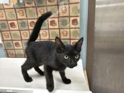 Shelter Stray Male Cat last seen Near Co Rd 3, 43558, OH, 827 Illinois Ave, Maumee, OH 43537, USA