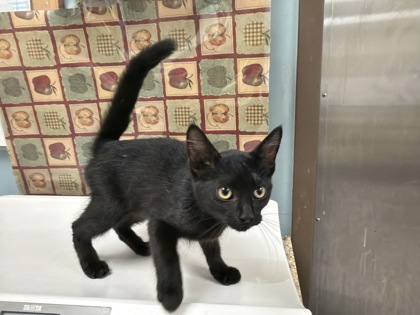 Shelter Stray Male Cat last seen Near Co Rd 3, 43558, OH, 827 Illinois Ave, Maumee, OH 43537, USA