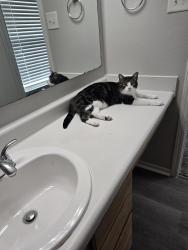 Reunited Male Cat last seen Fierfly Ct \ inspiration st\ action rd, Indianapolis, IN 46259
