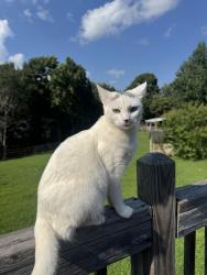 Lost Female Cat last seen Henderson street, Gainesville, GA 30504