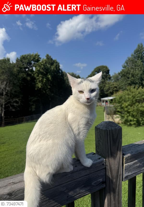 Lost Female Cat last seen Henderson street, Gainesville, GA 30504