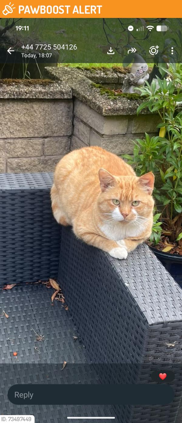 Found/Stray Male Cat last seen Palin wood Road, Delph, England OL3 5DE