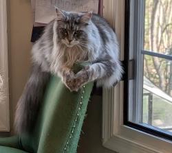 Lost Female Cat last seen Halley Elementary School, Lorton, VA 22079