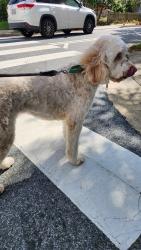 Reunited Female Dog last seen Cherry Hill rd and North Stafford, Arlington, VA 22207