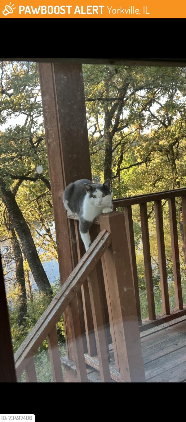 Found/Stray Unknown Cat last seen East of Eldamain, Yorkville, IL 60560