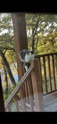 Found/Stray Unknown Cat last seen East of Eldamain, Yorkville, IL 60560