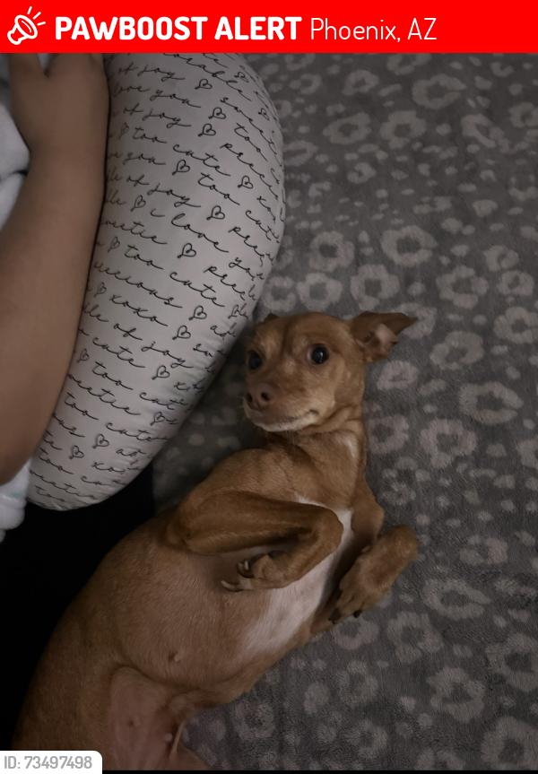 Lost Female Dog last seen Near N 56th Ln Phoenix, AZ 85035 United States, Phoenix, AZ 85035