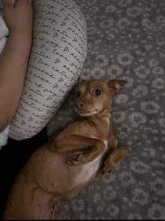 Lost Female Dog last seen Near N 56th Ln Phoenix, AZ 85035 United States, Phoenix, AZ 85035