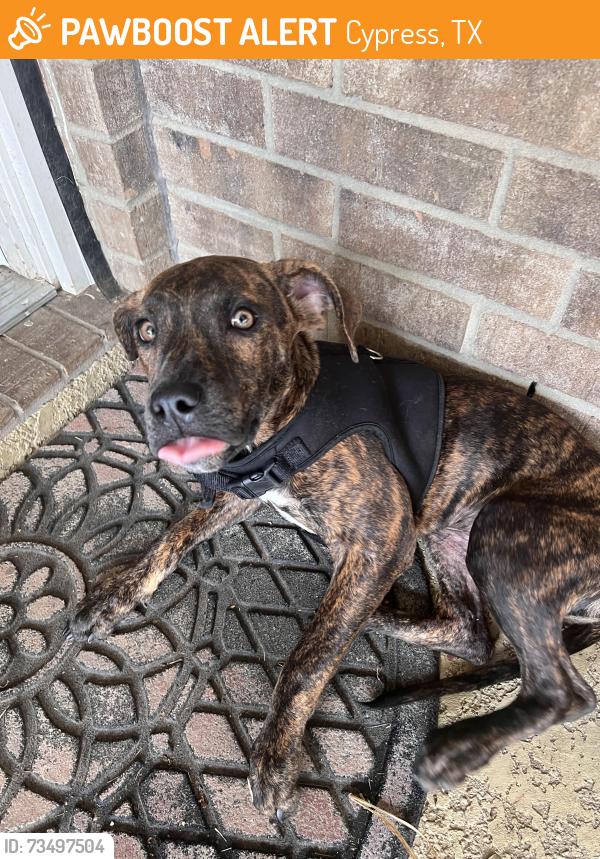 Found/Stray Female Dog last seen the point at cypresswoods apts / gardens of lakewoods, Cypress, TX 77429
