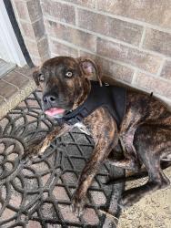 Found/Stray Female Dog last seen the point at cypresswoods apts / gardens of lakewoods, Cypress, TX 77429