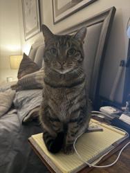 Reunited Female Cat last seen Cypress N Houston Rd, Oak Plaza Dr., Sableleaf Dr, Cypress, TX 77429