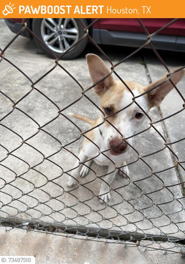 Found/Stray Male Dog last seen Marrs park, Houston, TX 77065