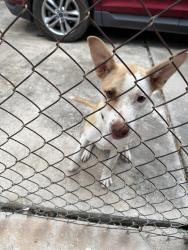 Found/Stray Male Dog last seen Marrs park, Houston, TX 77065