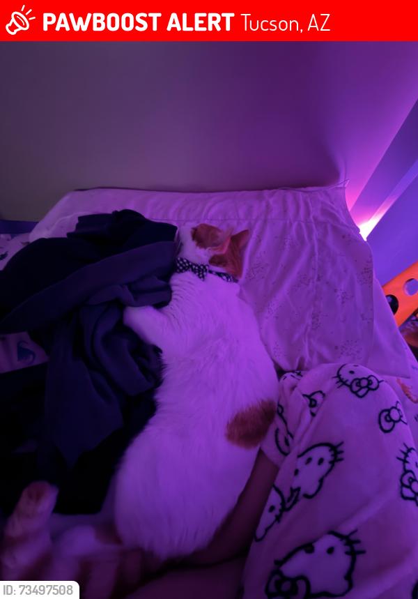 Lost Male Cat last seen Withen my neighborhood streets, Tucson, AZ 85743
