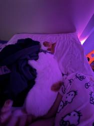 Lost Male Cat last seen Withen my neighborhood streets, Tucson, AZ 85743
