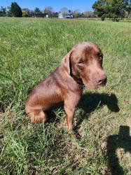 Found/Stray Male Dog last seen Hall Rd, Lowndes County, GA 31632