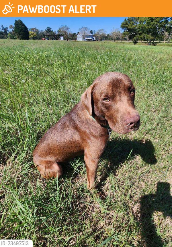Found/Stray Male Dog last seen Hall Rd, Lowndes County, GA 31632