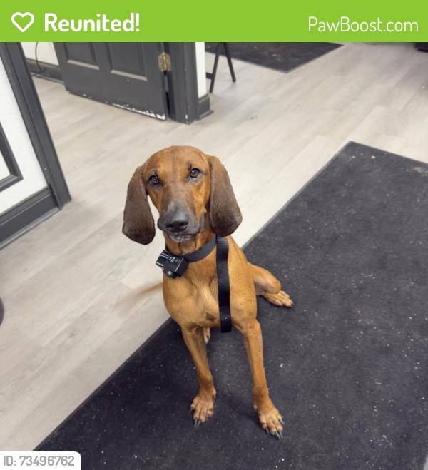 Reunited Female Dog last seen Near Carter’s Grocery, Fort Pierce, FL 34945
