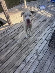 Found/Stray Male Dog last seen Neer, in Deco area, San Antonio, TX 78201