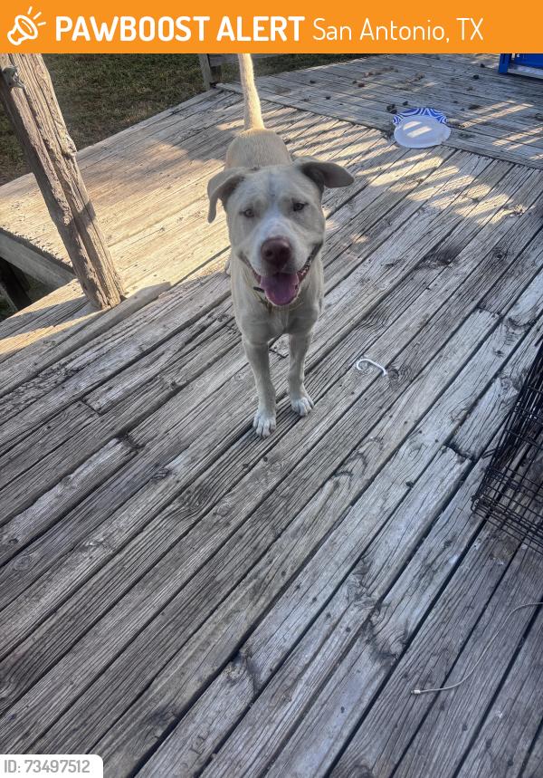 Found/Stray Male Dog last seen Neer, in Deco area, San Antonio, TX 78201