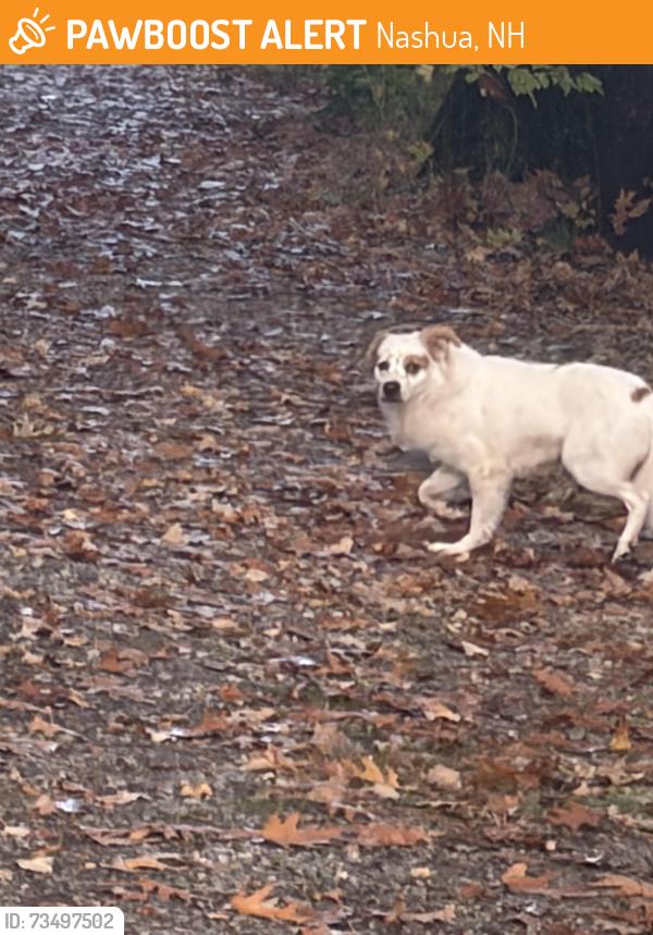 Found/Stray Male Dog last seen Mines falls, Nashua, NH 03062