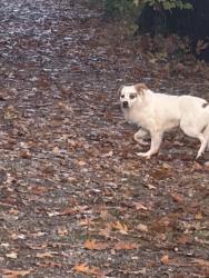 Found/Stray Male Dog last seen Mines falls, Nashua, NH 03062