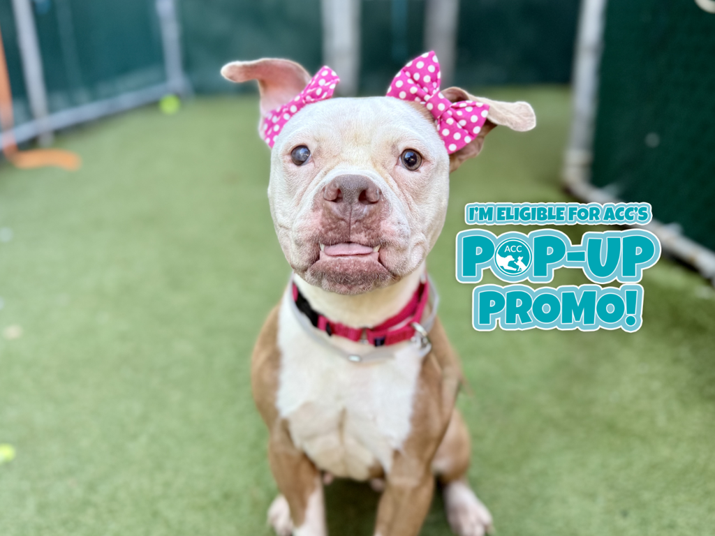 Shelter Stray Female Dog last seen Near W 144 Street, NEW YORK, NY, 10030, 326 E 110th St, New York, NY 10029, USA