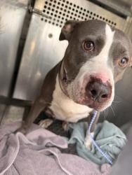 Shelter Stray Female Dog last seen Dessau Road, AUSTIN, TX, 78754, 7201 Levander Loop bldg a, Austin, TX 78702, USA