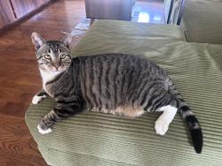 Lost Male Cat last seen Sickmiller and Eggler Rd, Jeffersonville, NY 12748