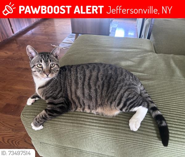 Lost Male Cat last seen Sickmiller and Eggler Rd, Jeffersonville, NY 12748