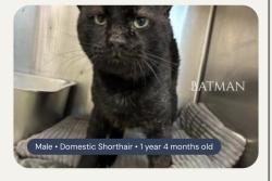 Reunited Male Cat last seen Near Tulsa Way, Fort Worth, TX 76107, USA, Fort Worth, TX 76107