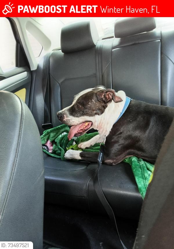 Lost Male Dog last seen Winter haven, Winter Haven, FL 33884