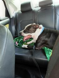 Lost Male Dog last seen Winter haven, Winter Haven, FL 33884