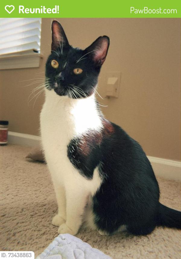Reunited Female Cat last seen West WT Harriss, Worthington and Alexann apmts, Charlotte, NC 28262