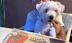 Reunited Female Dog last seen Robinson Drive, Haines City, FL 33844