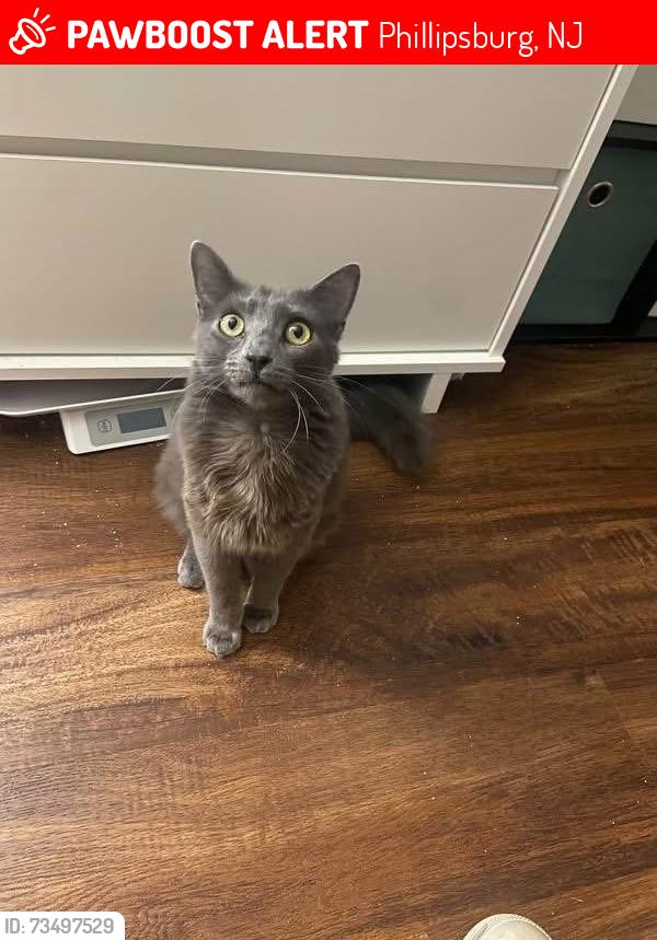 Lost Male Cat last seen Roseberry Street, Phillipsburg, NJ 08865