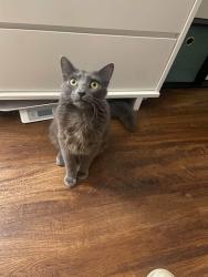 Lost Male Cat last seen Roseberry Street, Phillipsburg, NJ 08865