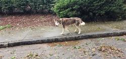 Found/Stray Unknown Dog last seen Close to Marta, Atlanta, GA 30317
