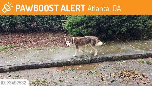 Found/Stray Unknown Dog last seen Close to Marta, Atlanta, GA 30317