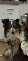 Reunited Female Dog last seen Winchester and Hacks Cross, Hacks Cross Rd,  38125